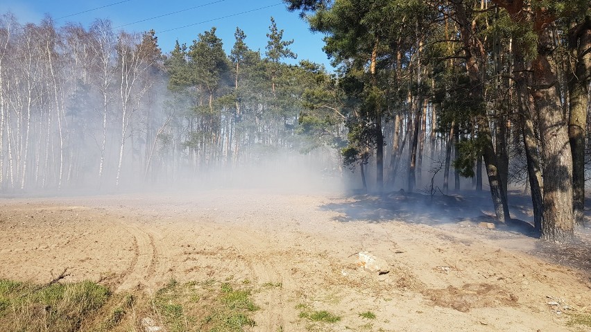 Pożar lasu. W akcji strażacy z Dobrzycy, Sośnicy, Pleszewa i Kowalewa