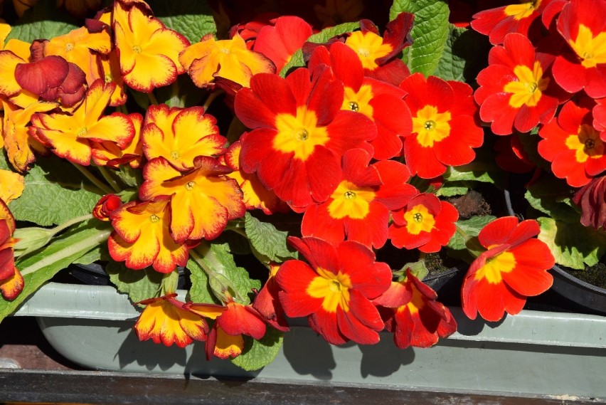 Kwiatki do ogrodu i doniczek na targu w Rzeszowie. Najpiękniejsze [ZDJĘCIA]