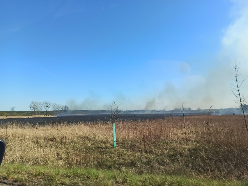 Płoną trawy i trzciny w pobliżu Stradomi Wierzchniej (ZDJĘCIA i FILM)