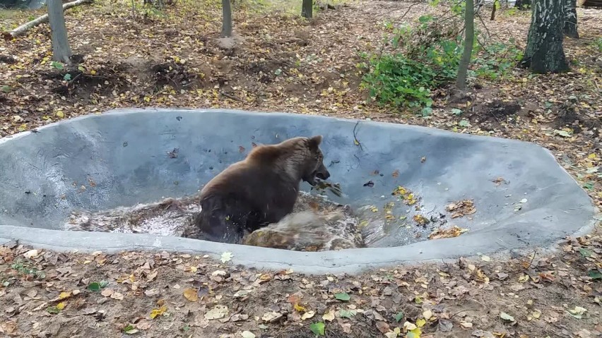 Niedźwiedź Baloo przeszedł operację dentystyczną, a od środy...