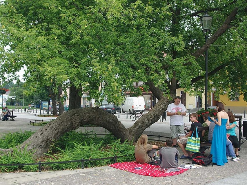 Zagłosuj na polskie drzewo w europejskim konkursie!