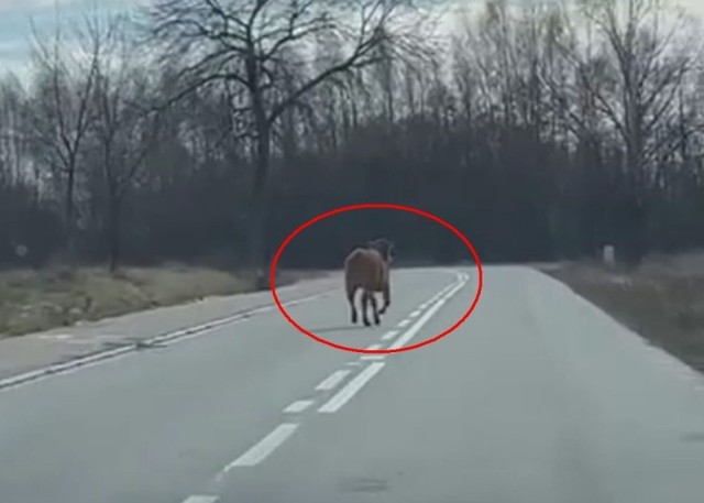 Krowa uciekinierka z gospodarstwa widywana jest w okolicach Praszki.