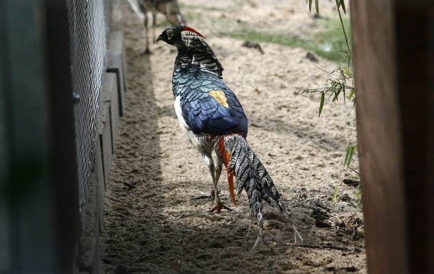 Pierwsi mieszkańcy Mini ZOO w Legnicy