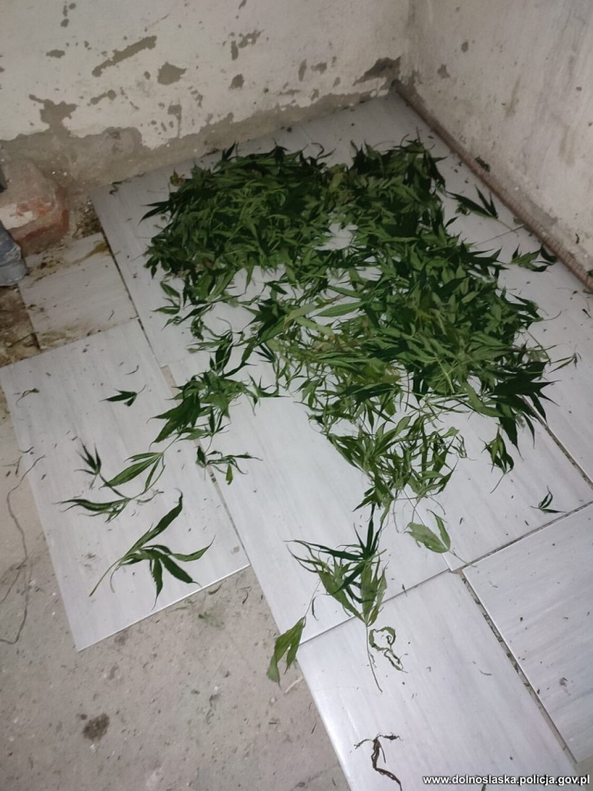 Policjanci odkryli plantację konopi indyjskich. Jej właściciel w domu przechowywał 7kg suszu i amfetaminę 