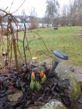 Styczniowe oznaki… wiosny. W Pysznie zakwitły tulipany