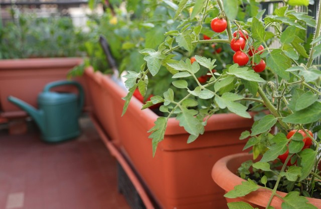 Pomidory koktajlowe bardzo dobrze rosną na balkonach. Są smaczne i można się nimi cieszyć aż do jesieni.