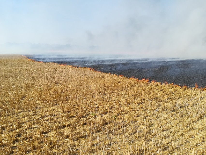 Pożar ścierniska w Turwi. Ogień niebezpiecznie zbliżał się do lasu. W gaszeniu pożaru w Turwi pomogli okoliczni rolnicy [ZDJĘCIA]