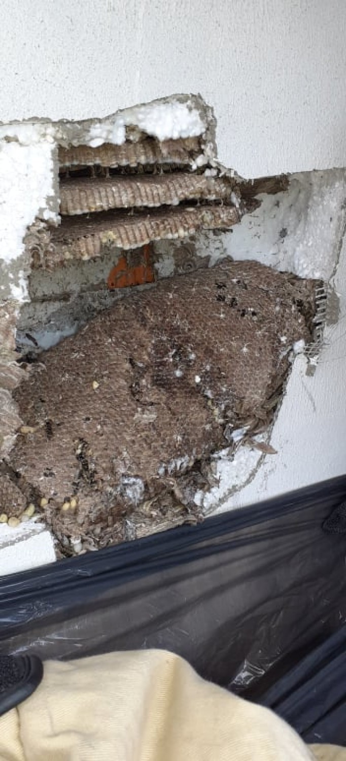 Strażacy z OSP z Czermina usunęli gniazdo os znajdujące się w elewacji budynku mieszkalnego