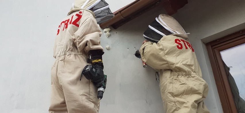 Strażacy z OSP z Czermina usunęli gniazdo os znajdujące się w elewacji budynku mieszkalnego
