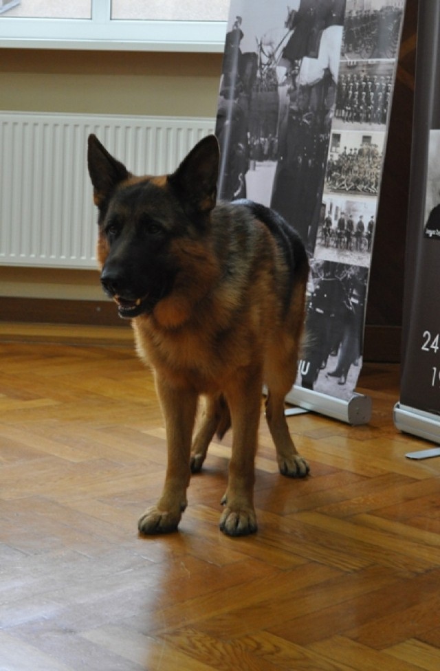 Najlepsza para przewodnik - pies w policji [Śrem, 22.10.2014 r.]