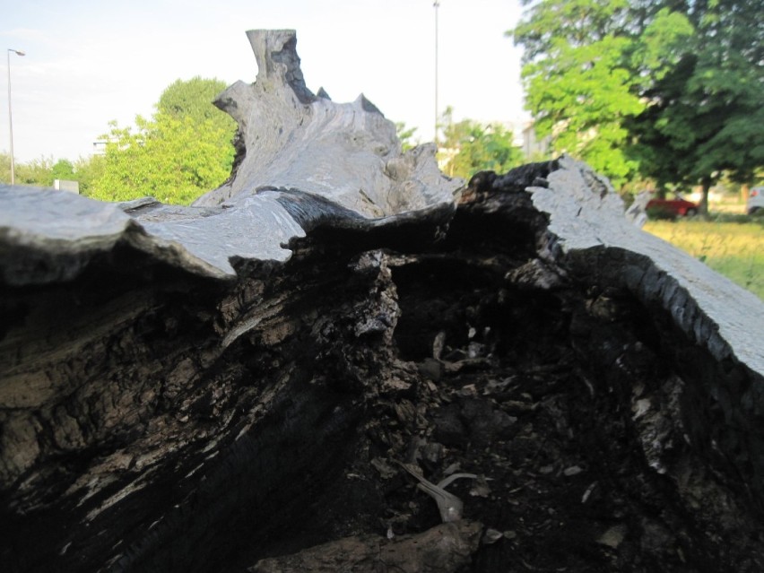 Miała być rzeźba i upamiętnienie najsłynniejszego lubelskiego drzewa. Co dalej ze ściętym "baobabem" z Placu Litewskiego?