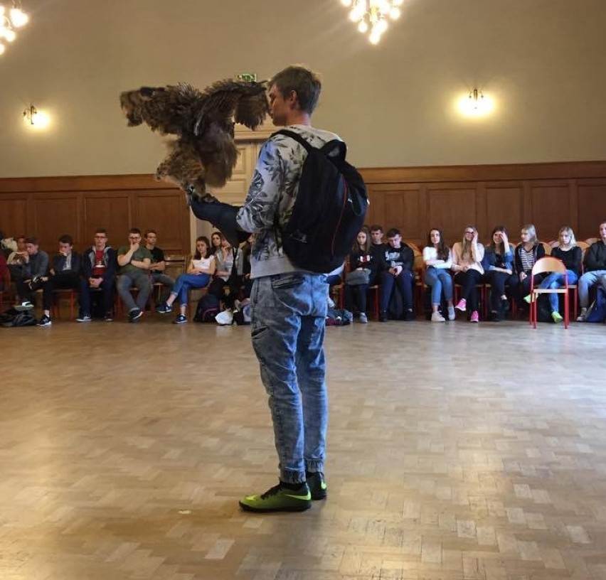 Pokaz z płomykówką, puchaczami i myszołowcem w I LO w Malborku