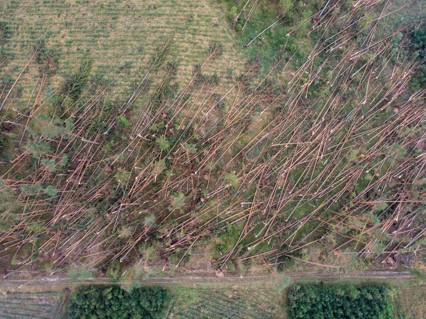 Tak wygląda zniszczony przez wichurę las między Tleniem i Osiem [zdjęcia z drona]