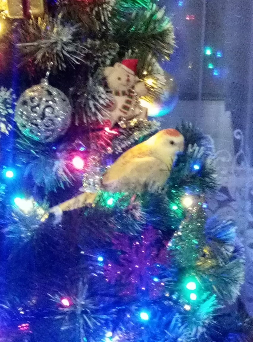 Na jednym z drzewek przysiadła nawet papuga