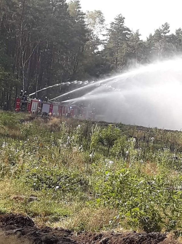 Strażacy ze wszystkich jednostek z powiatu brodnickiego brali udział w ćwiczeniach gaszenia pożaru lasu