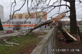 Wichura w Bielsku-Białej mogła zniszczyć nawet 4 tys. metrów sześć. drzew ZDJĘCIA