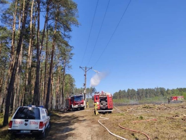 Pali się ok. 2 ha lasu. Na miejscu 14 zastępów straży pożarnej i dwa samoloty. Akcję utrudnia silny wiatr (9.05.2023).