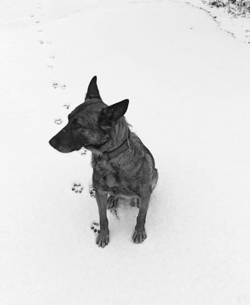 Nie żyje Hades, pies służący w gdańskiej policji