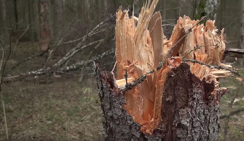 50-letni robotnik leśny został zabity przez upadające drzewo...