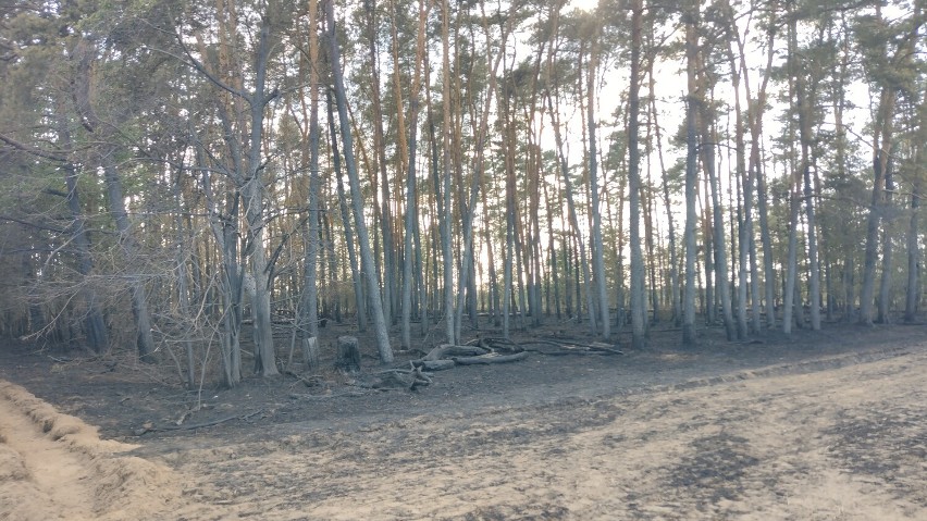 Akcja związana z gaszeniem pożaru w gminie Pęczniew była...