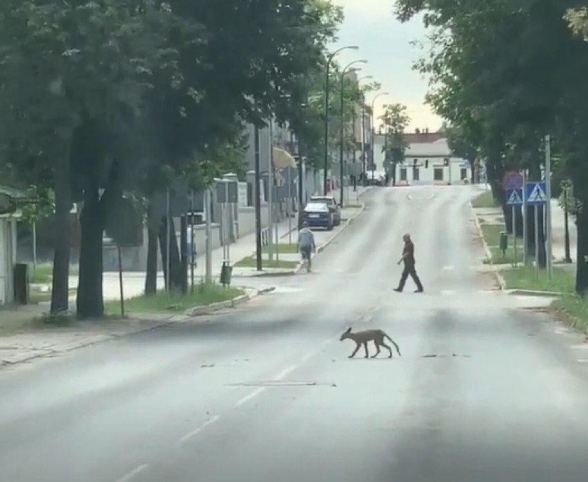 Niespodziewany gość na ul. Mościckiego w Tomaszowie Maz. Co robić, jeśli spotkamy w mieście dzikie zwierzę? FILM