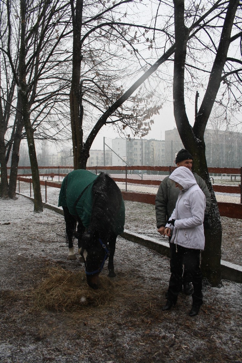 W ZSS nr 4 w Sosnowcu pracuje koń, który miał trafić na rzeź [ZDJĘCIA + WIDEO]