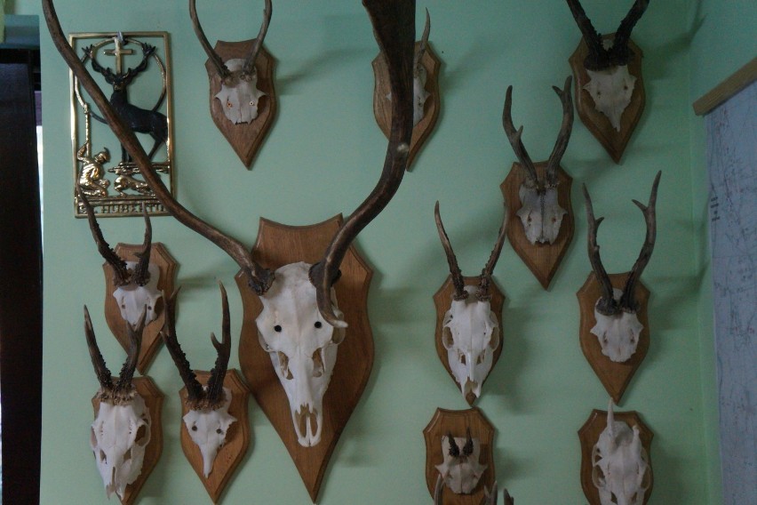 Rykowisko jeleni 2015 w Czmoniu