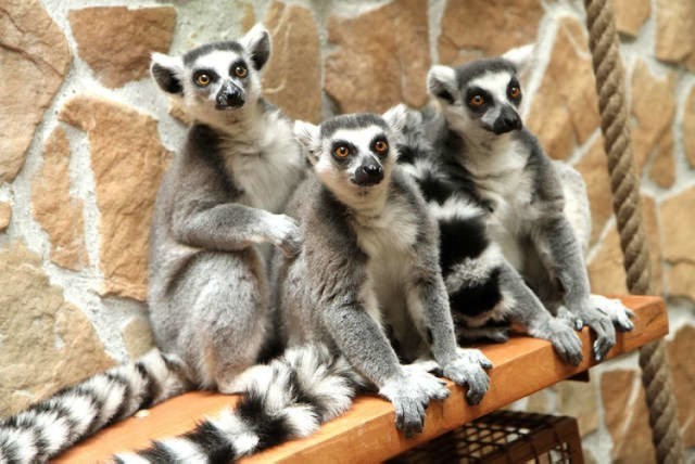 W toruńskim zoo większość gatunków zwierząt należy do zagrożonych wyginięciem i objętych specjalnymi programami światowej ochrony. Przedstawiamy wybrane z nich.

>>>>>>ZOBACZ

Tekst Justyna Wojciechowska-Narloch