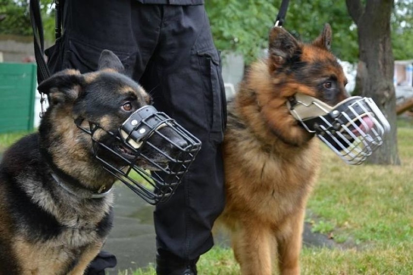 Policyjne psy z opolskiego garnizonu.