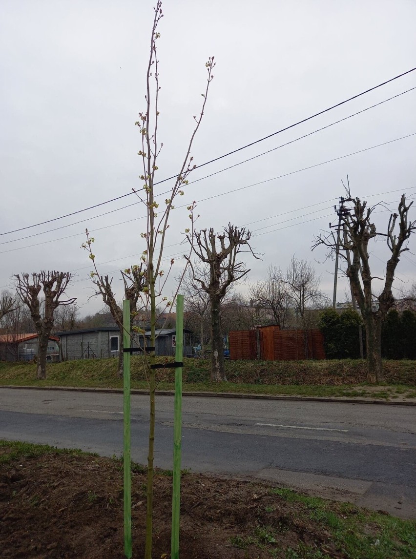 Zniszczył 4 drzewa w Zduńskiej Woli. Pokrył koszt zakupu 31...