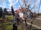 Wiosna w mieście i w puławskich Rodzinnych Ogrodach Działkowych. Zobacz zdjęcia