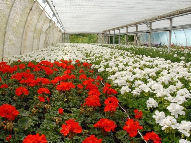 Białe i czerwone pelargonie czekają na przewiezienie na pl. Zamkowy