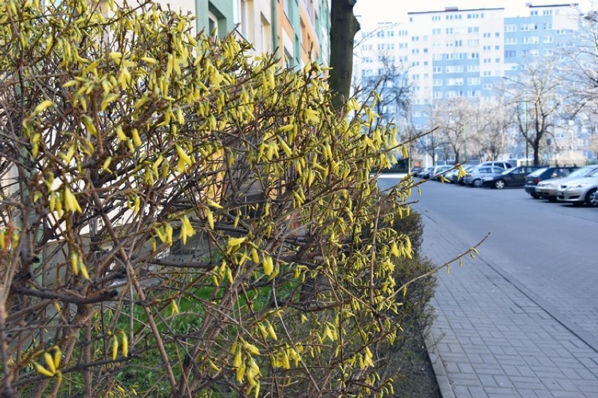  Pierwszy dzień kalendarzowej wiosny, Legnica nabiera kolorów [ZDJĘCIA]