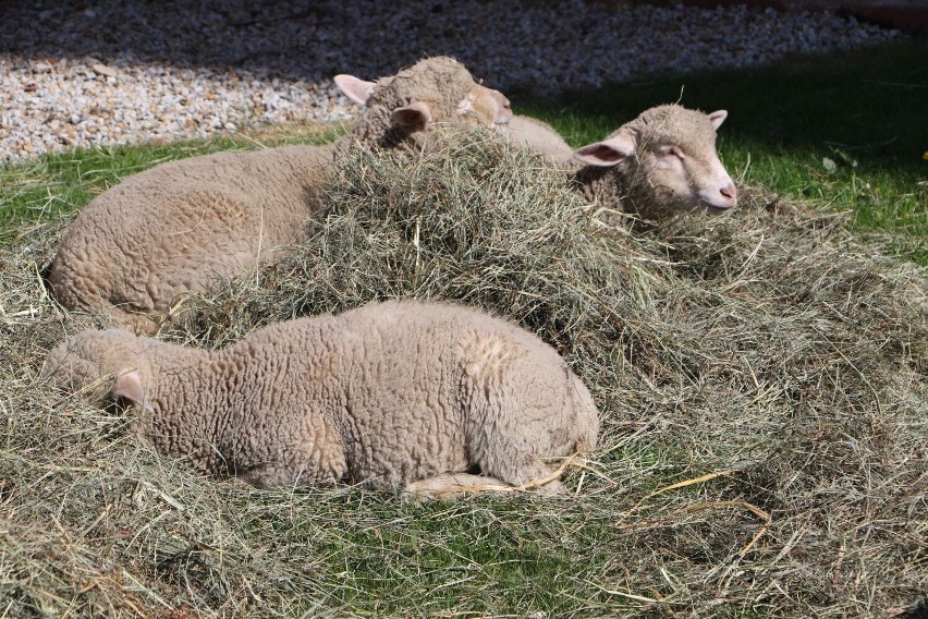Niedziela Dobrego Pasterza w Parafii Uniejów. Były owieczki i łakocie dla dzieci. ZDJĘCIA