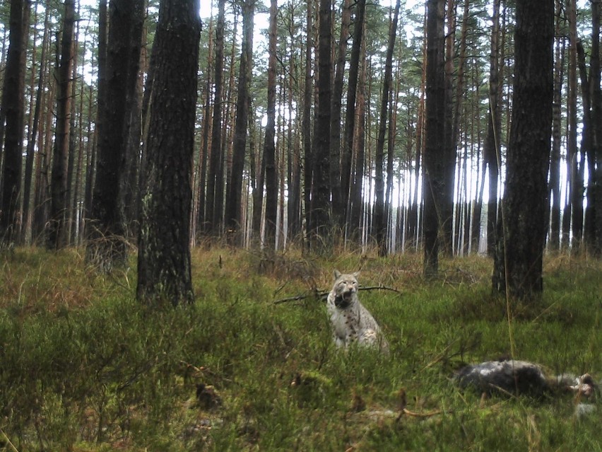 Kocica w Borach Kujańskich na terenach Nadleśnictwa Złotów...