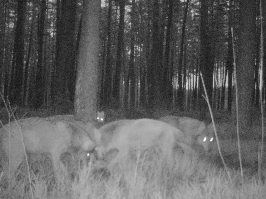 Kocica w Borach Kujańskich na terenach Nadleśnictwa Złotów...