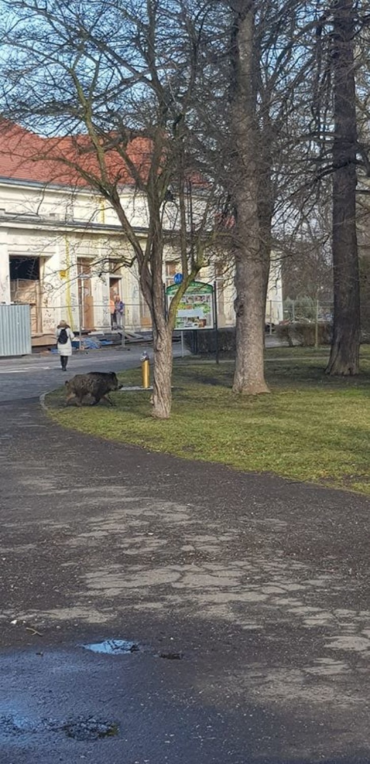 Dzik w Legnicy. Był widziany w parku i na ul. Mickiewicza [ZDJĘCIA]