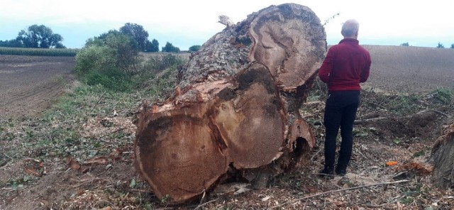 Zdjęcia z planowanego łącznika. Mieszkańcy są oburzeni wycięciem drzew