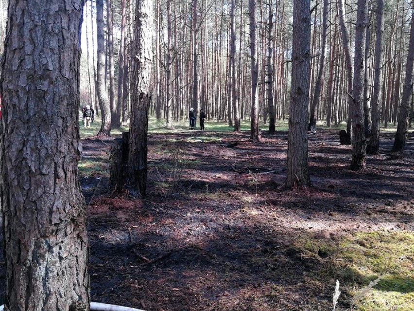 Powiat nowotomyski: Piątek w ogniu. Płonął las oraz trawy [ZDJĘCIA]