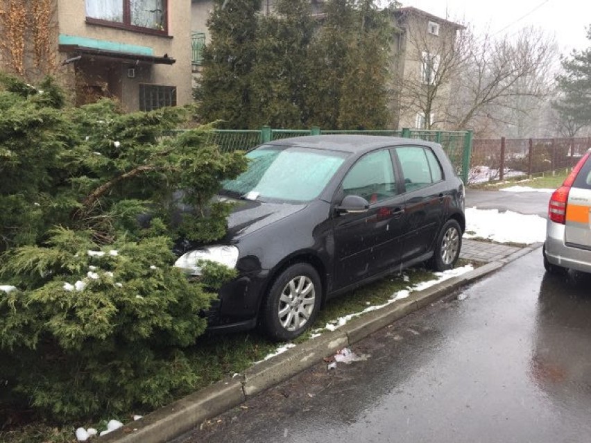 Volkswagen golf zaparkowany w krzakach