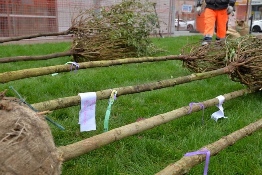 Sadzenie drzew w Warszawie. Ruszyła sąsiedzka zbiórka pieniędzy na zieleń dla Białołęki