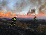 Pożar zboża w Dąbrowej k. Rzeszowa. Spaliło się, kilka hektarów pszenicy [Zdjęcia]