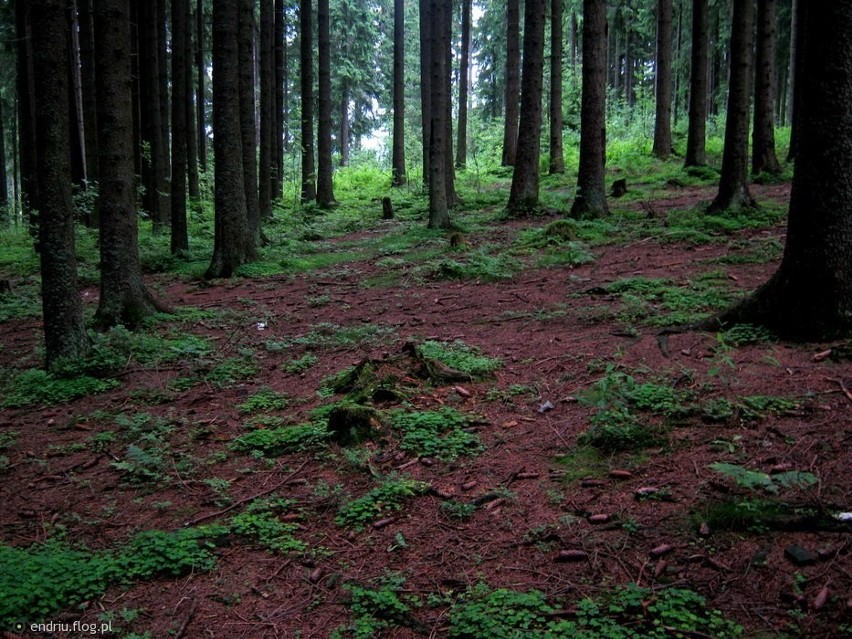 Zdjęcie lasu w Zakopanem. Niestety usunąłem to zdjęcie z...