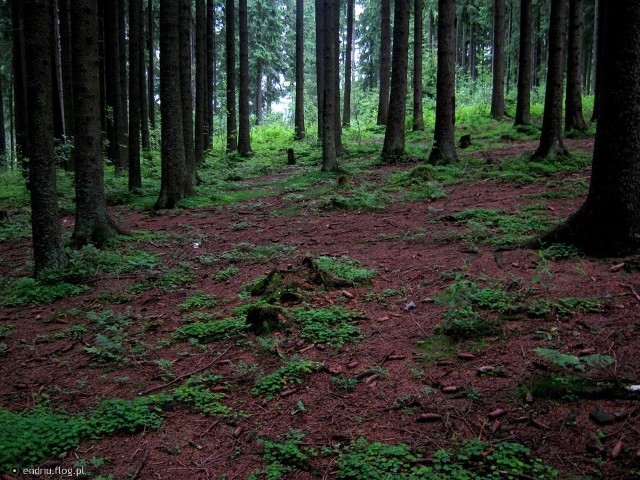 Zdjęcie lasu w Zakopanem. Niestety usunąłem to zdjęcie z dysku i musiałem ściągnąć go z mojego floga. Stąd napis endriu.flog.pl w lewym dolnym rogu.