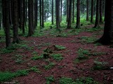 Studenci do lasu - konkurs fotograficzny