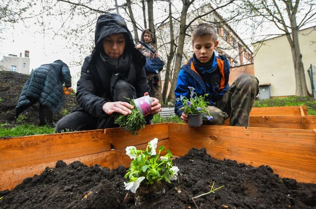 W sobotę, 15 kwietnia, w Ogrodzie Aktywnym BCOPW przy ul. Gdańskiej 5 w Bydgoszczy posadzone zostały kwiaty w kolorach: białym, czerwonym i niebieskim. Przygotowane zostały też kolorowe ozdoby. To z okazji 677. urodzin nadania Bydgoszczy praw miejskich.