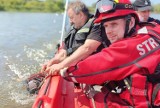 Kujawsko-pomorskie. Strażacy i ratownicy z powiatu toruńskiego ruszyli na pomoc krowie pływającej w Wiśle