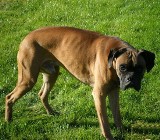Pies znaleziony w Kamionce koło Malborka. Zadzwoń do Reksa