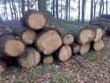 Gmina Przemęt sprzedaje drewno wielkowymiarowe tartaczne i opałowe