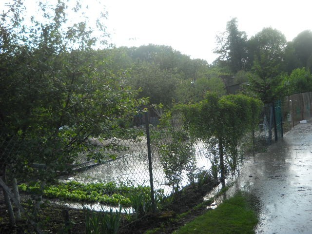 grobla kozanowska. zalane ogródki działkowe
 20 maja 2010...